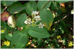 Persicaria peduncularis